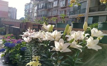 读《百合花》读后感5篇