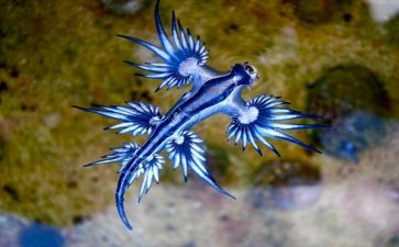 我的生物老师作文最新5篇