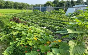 介绍家乡菜的作文参考7篇