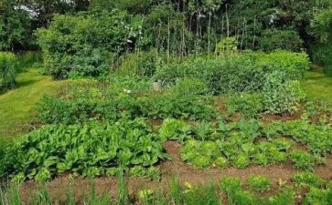 介绍家乡菜的作文8篇