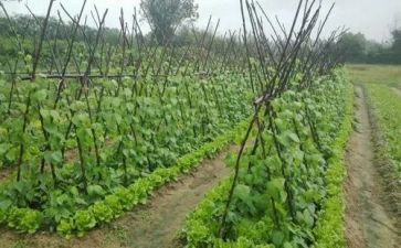 蔬菜买卖合同8篇