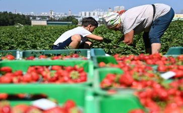 采摘苹果教案6篇