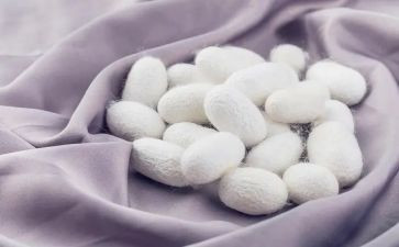 蚕姑娘教案优质8篇