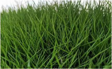 花和草的故事300字作文最新8篇