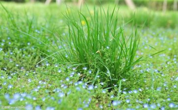 从百草园到书屋读后感精选6篇