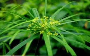 《草房子》600字读后感推荐6篇