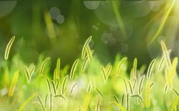 草的小作文100字优质5篇