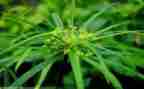 草的作文400字推荐7篇