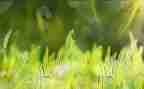 草的小作文100字优质5篇