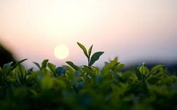 茶艺心得体会7篇