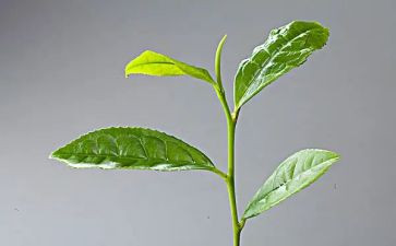 关于茶的幼儿教案推荐7篇