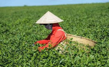 学茶艺心得体会8篇