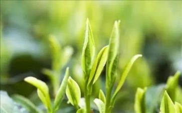 以茶为主题的教案优质7篇