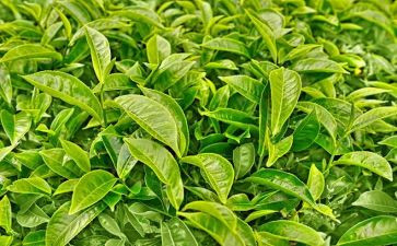 中班茶的教案精选5篇