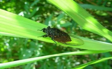 蝉的歌唱的读后感6篇