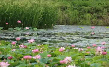 小池塘里的水教案6篇