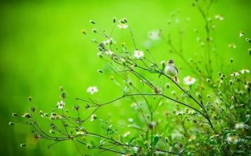 银行春节活动方案6篇