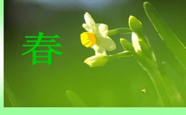 商场春节活动方案通用8篇