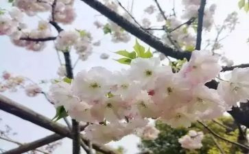 青春期教育的教案8篇