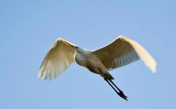 学飞翔的小鸟作文7篇