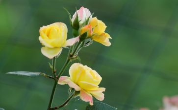 芬芳电影观后感5篇