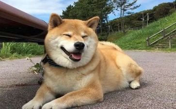 作文狗400字优质5篇