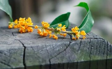 桂花树的作文300字8篇