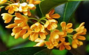 《桂花雨》教案7篇