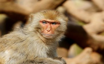 《兵猴传奇》读后感7篇