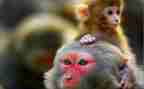 猴子的教案优秀7篇