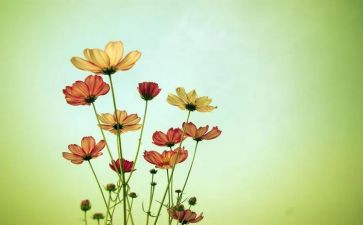 花主题商场活动方案5篇