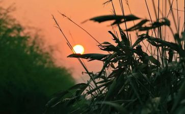 《秋天的怀念》的读后感精选7篇