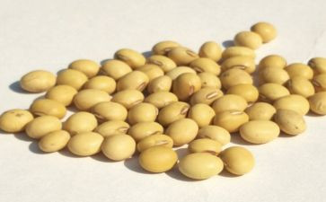 黄豆爷爷爷找宝宝教案5篇