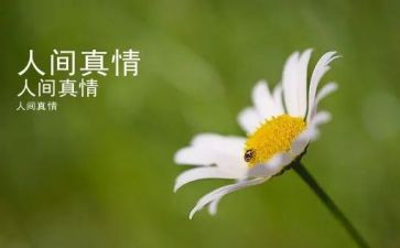 写真情作文模板5篇
