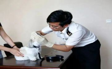 动物检疫工作总结6篇