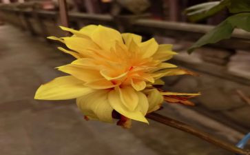 看菊花作文300字作文7篇