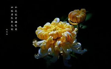 又见菊花开作文优质5篇