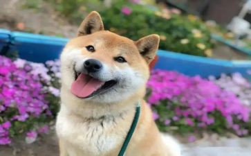 有关开心的作文最新5篇