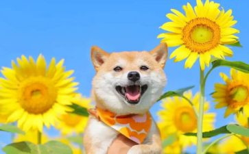 乐在奉献中作文优秀8篇