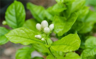 关于紫茉莉的作文8篇