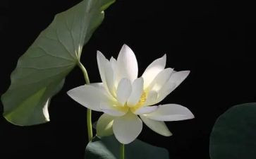 莲花的作文500字作文6篇