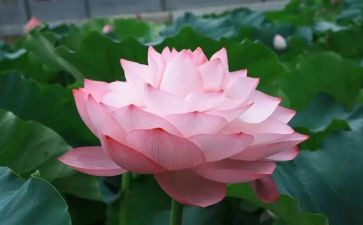 釆莲蓬的作文6篇