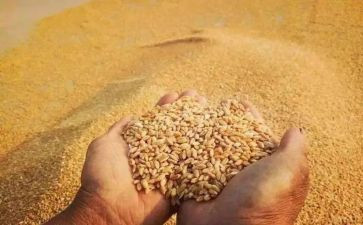 节约粮食为演讲稿8篇