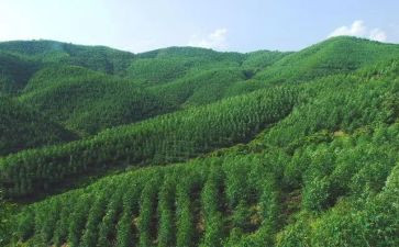 林场场长述职报告5篇