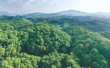林业述职报告5篇