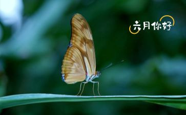 幼儿园中班六月计划6篇