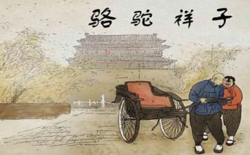 骆驼作文6篇