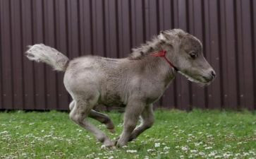 幼儿园有关马的教案精选5篇