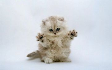 猫读后感500字6篇