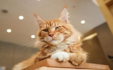 猫的故事读后感100字优质7篇